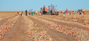 Farmers harvesting onion
